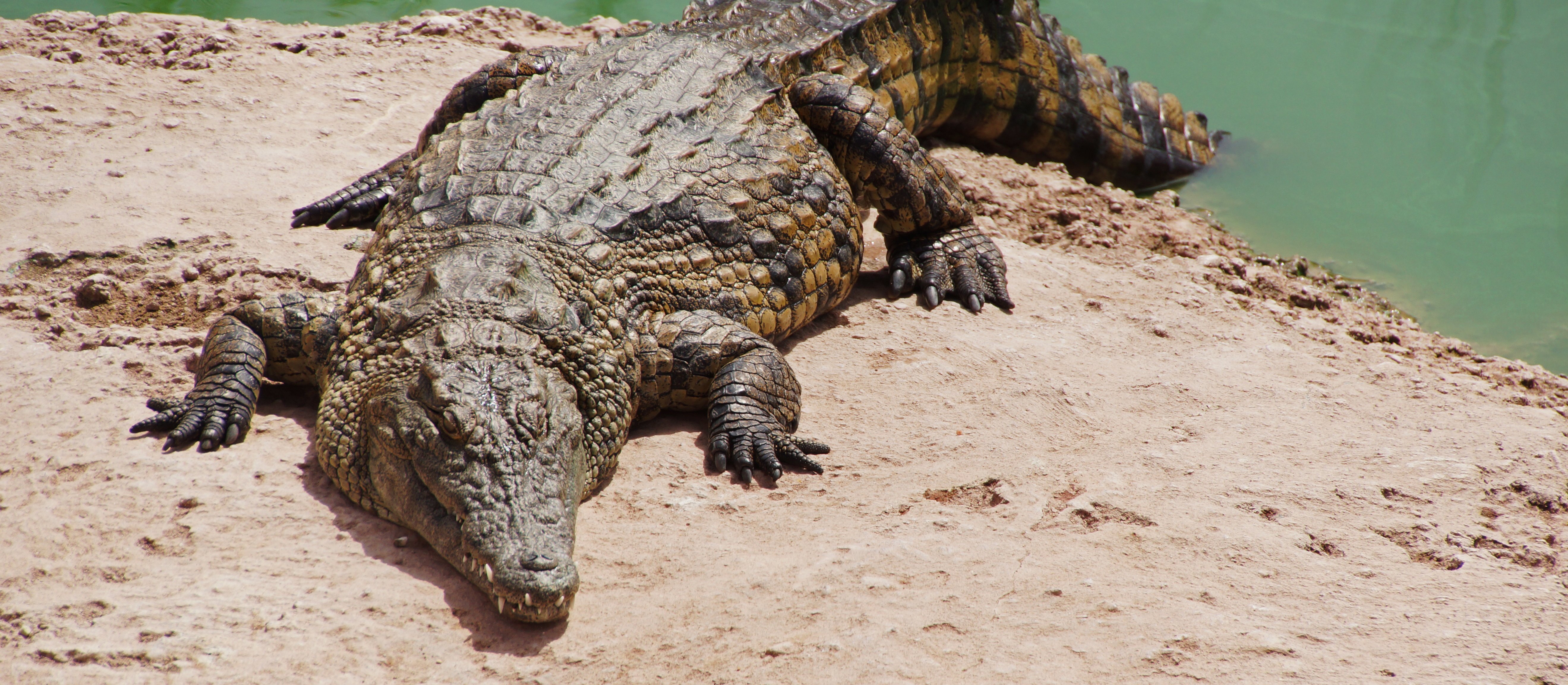 Przodek krokodyla chodził na dwóch nogach. Jest dowód