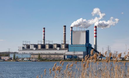 Elektrownie spalają nie tylko produkty uboczne przemysłu drzewnego, ale i gigantyczne ilości drewna 