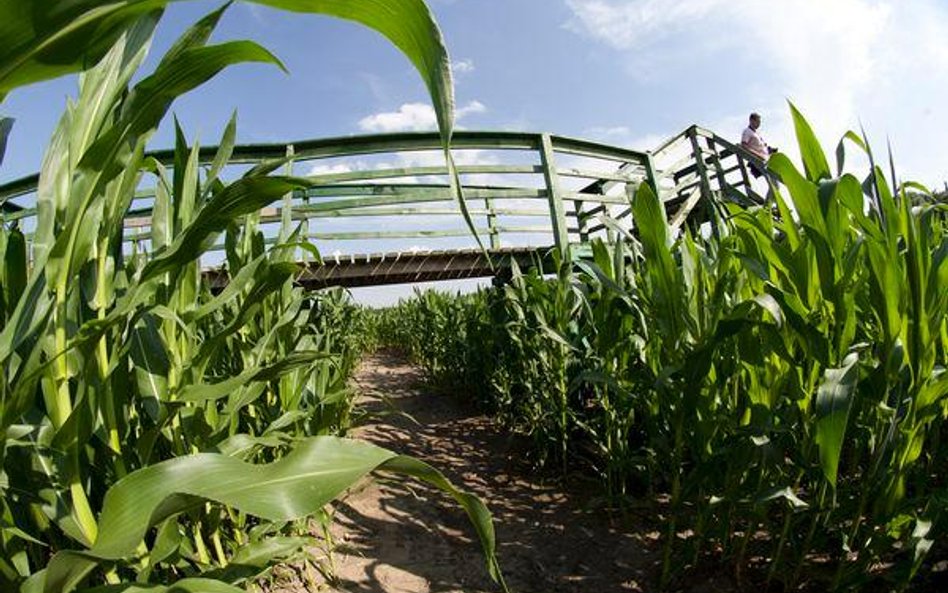 Polska do trybunału za GMO