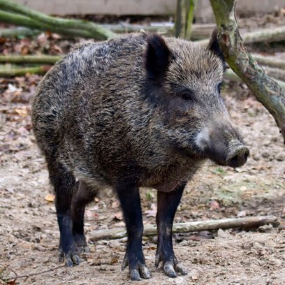 Radni donoszą o utrudnianiu odstrzału dzików przez obrońców praw zwierząt