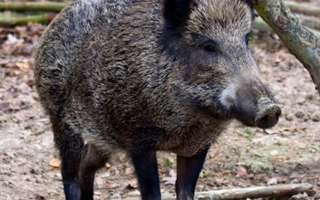Radni donoszą o utrudnianiu odstrzału dzików przez obrońców praw zwierząt
