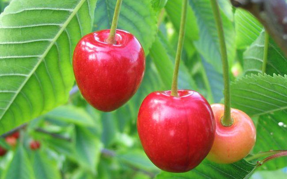 Podatek od nieruchomości: Kiedy grupa producentów rolnych korzysta ze zwolnienia