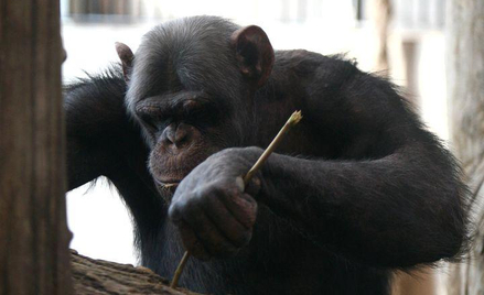 Szympans z warszawskiego zoo