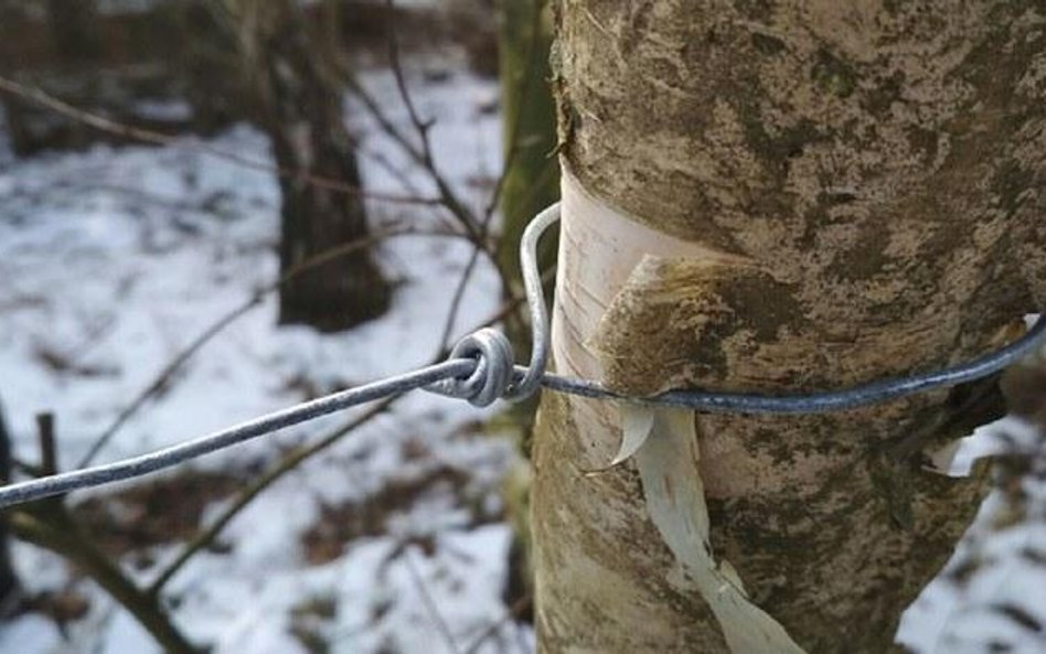 Jeden z wnyków zabezpieczonych przez straż leśną w lasach Nadleśnictwa Lubartów