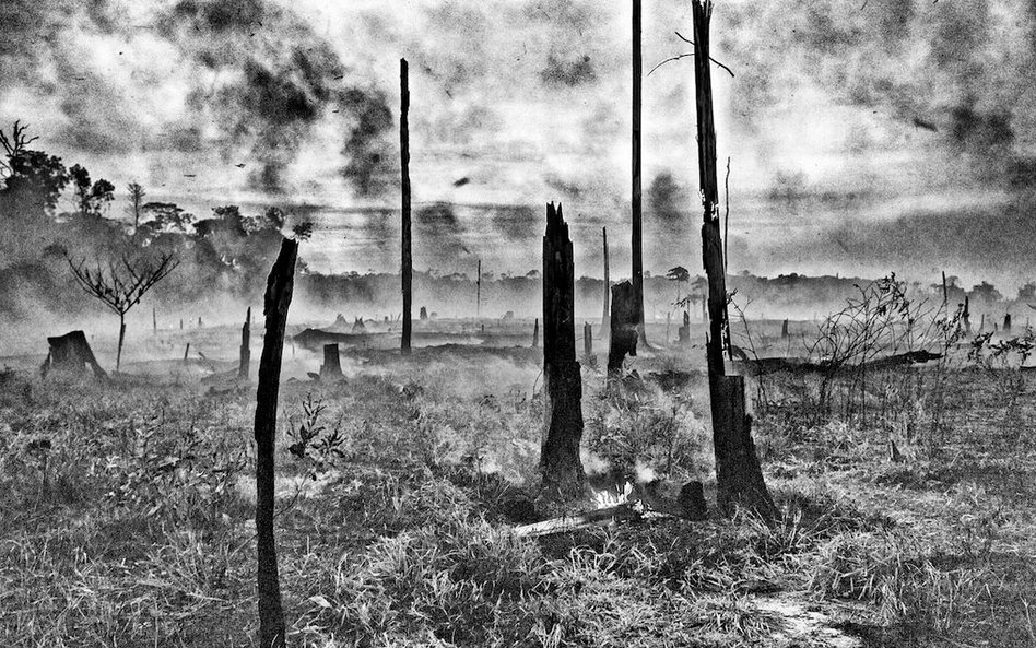 Pozostałości lasu deszczowego w Amazonii.