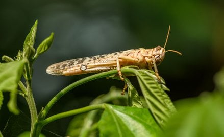 Szarańcza atakuje razem z Rosjanami. Pola Ukrainy zagrożone