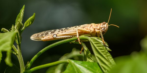 Szarańcza atakuje razem z Rosjanami. Pola Ukrainy zagrożone