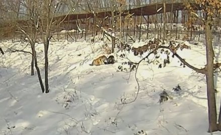 Rosja: Koniec przyjaźni tygrysa z kozłem