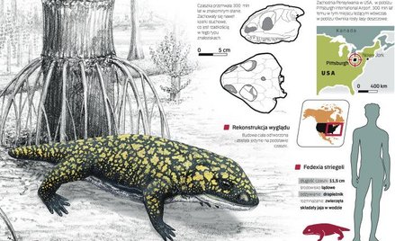 Najstarszy płaz piechur, który postawił łapę na lądzie