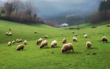 Największe w Polsce stado owiec wypasa się w gminie Komańcza.