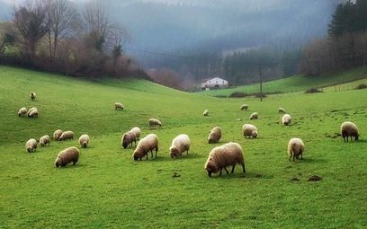 Największe w Polsce stado owiec wypasa się w gminie Komańcza.