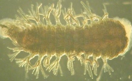 Naukowcy nie wiedzą skąd bierze się zaskakująca odporność tych organizmów na niską temperaturę.