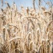 Zwyżka notowań pszenicy
