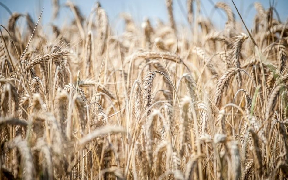 Zwyżka notowań pszenicy