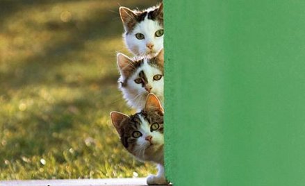 Koty i ludzie, czyli rozmowy przy dokarmianiu