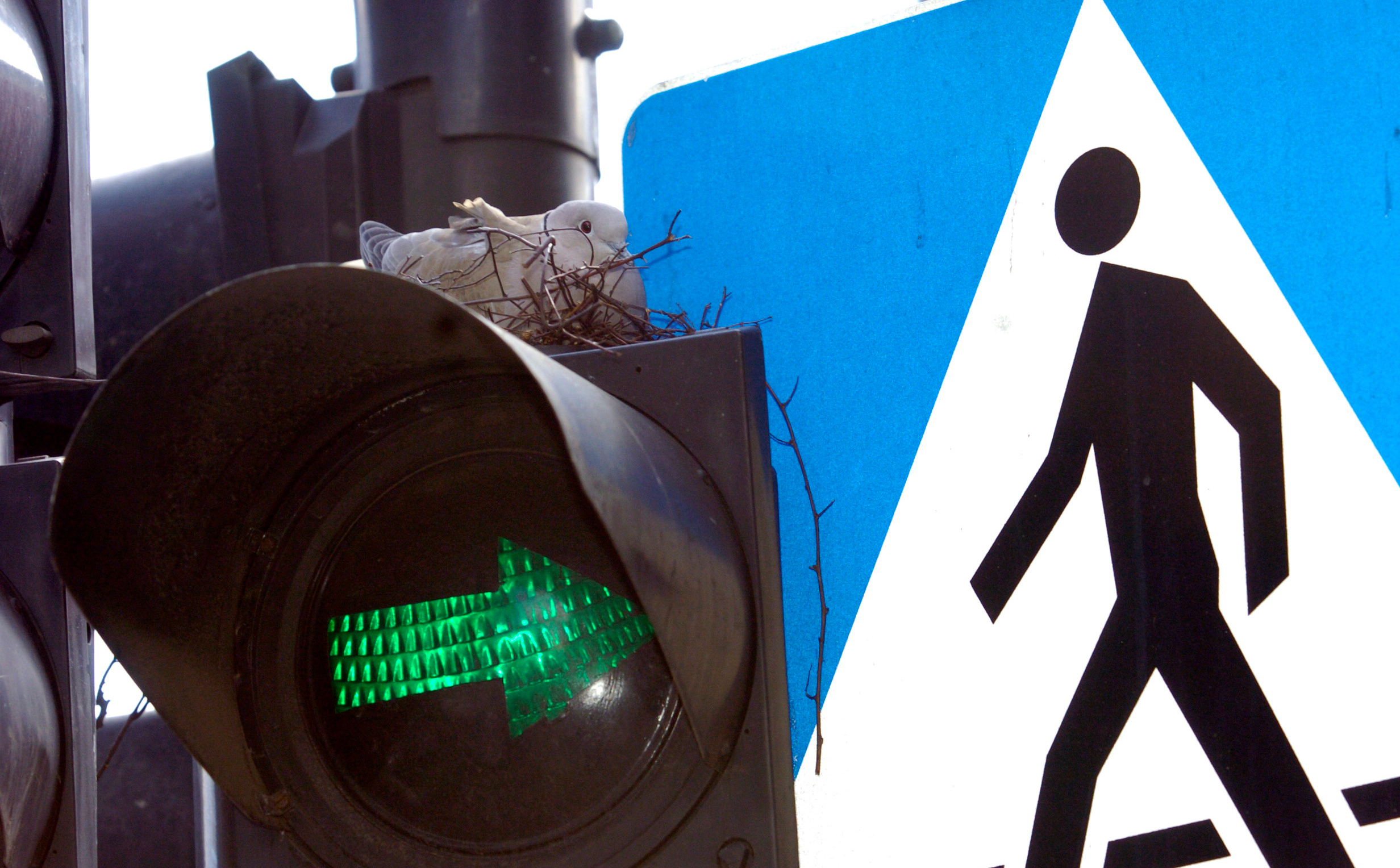 Problem z „zieloną strzałką". Dwa razy się nie zatrzymasz i stracisz prawo jazdy