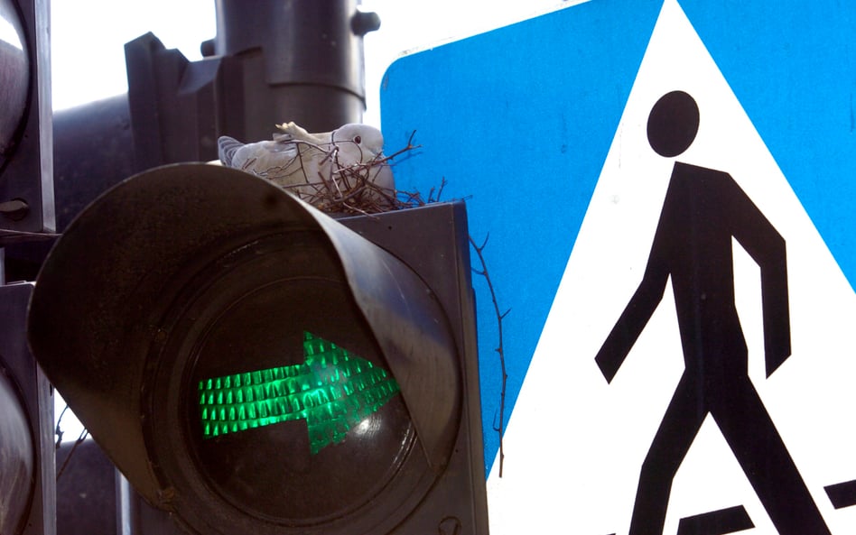 Policja oraz Główny Inspektorat Transportu  Drogowego nakładają rozbieżne kary na kierowców za nieza