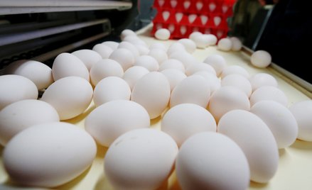 Fińscy naukowcy stworzyli ekologiczne jajka z grzybów