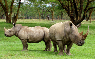 Protest ekologów. Rogi nosorożców nie trafią na sprzedaż
