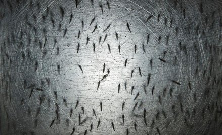 Komary w laboratorium