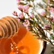 Miód manuka alternatywą dla antybiotyków