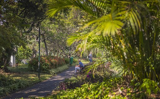 Madera szczyci się bujną egzotyczną roślinnością