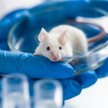 Testy na myszach przyniosły obiecujące wyniki. Teraz mają się rozpocząć testy na ludziach