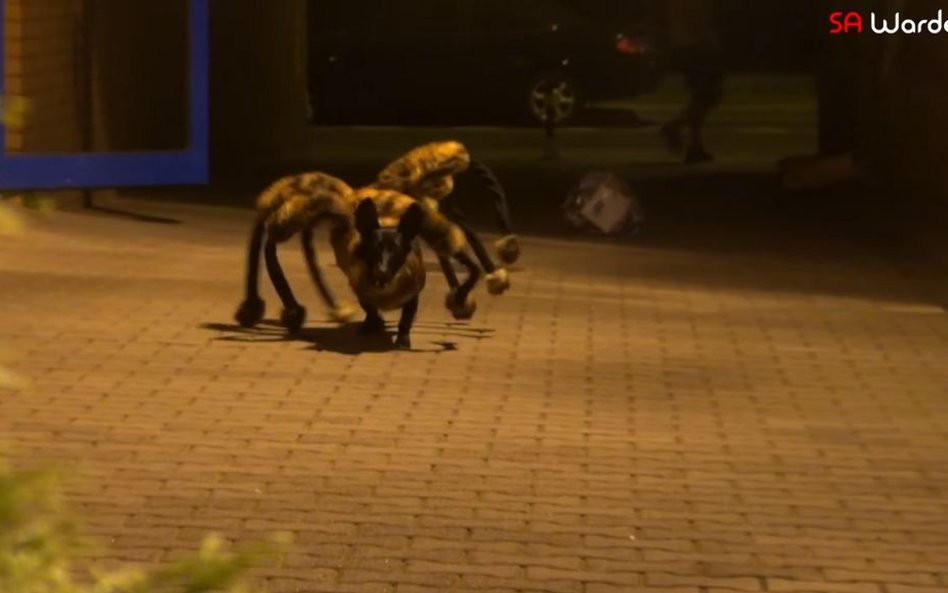 Jeden z najpopularniejszych filmów polskiego YouTubera SA Wardęgi - Mutant Giant Spider Dog