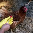 Pierwszy przypadek zakażenia wirusem H5N8 u ludzi