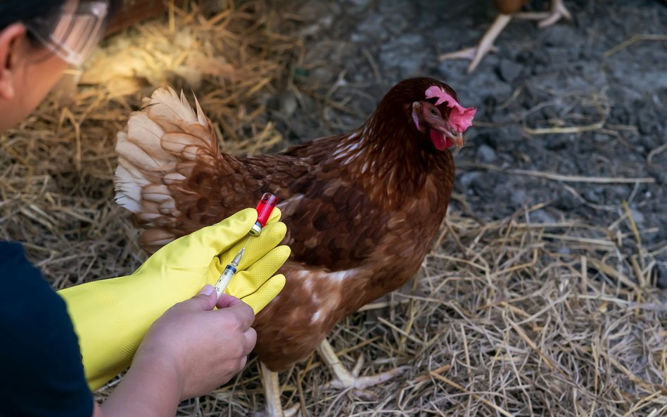 Pierwszy przypadek zakażenia wirusem H5N8 u ludzi