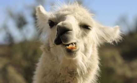 Lama