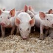Polska wieprzowina pod unijno-rosyjską kontrolą