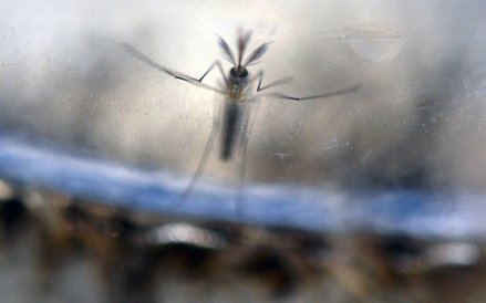 Larwa komara Aedes Aegypti