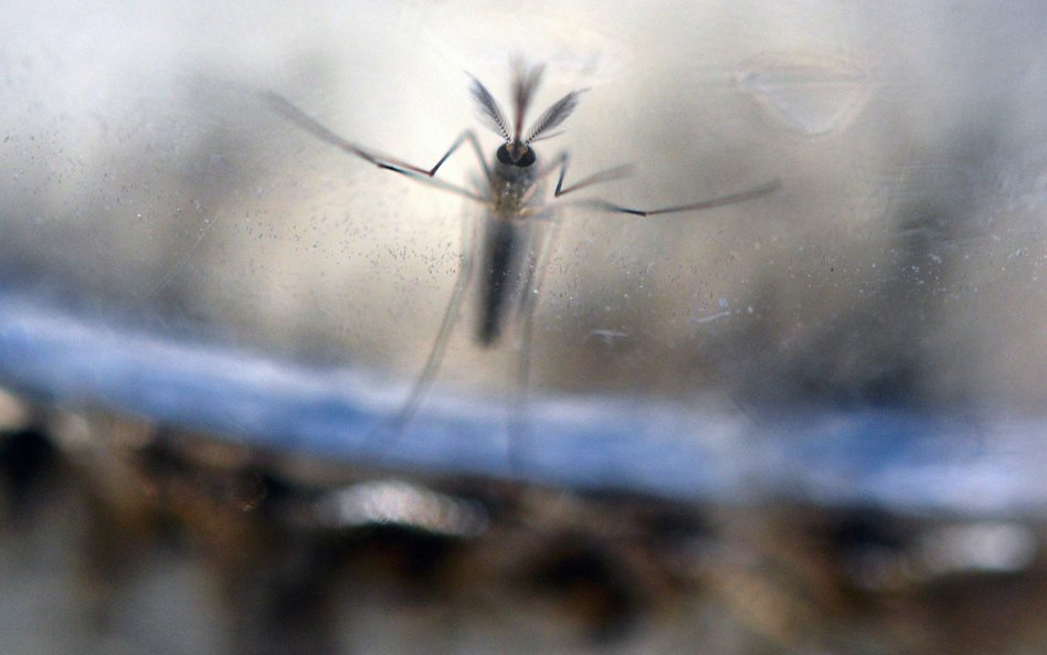 Larwa komara Aedes Aegypti