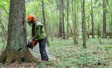 Wycinka drzew w Puszczy Białowieskiej na dużą skalę zaczęła się wiosną 2016 r. Uzasadniano ją wzrost