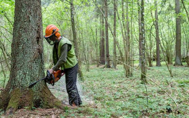 Wycinka drzew w Puszczy Białowieskiej na dużą skalę zaczęła się wiosną 2016 r. Uzasadniano ją wzrost