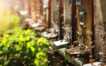 Pszczoły na ciechanowskim ratuszu