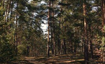 Podatek od nieruchomości płaci właściciel, a nie korzystający