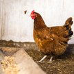 Przepisy o rejestracji kur wzbudziły kontrowersje. Co dalej?