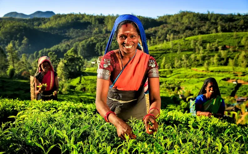 Rainbow lata już z Gdańska do Kenii i Sri Lanki. „Zainteresowanie rośnie”