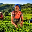 Podczas wyjazdów do Sri Lanki turyści zyskują możliwość zanurzenia się w zielone plantacje herbat"