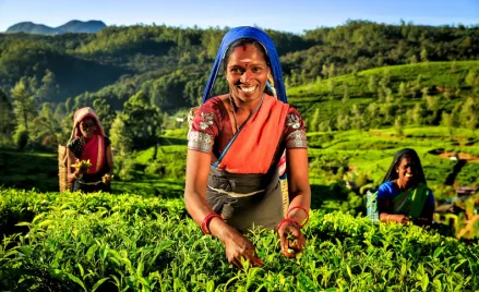 Podczas wyjazdów do Sri Lanki turyści zyskują możliwość zanurzenia się w zielone plantacje herbat"