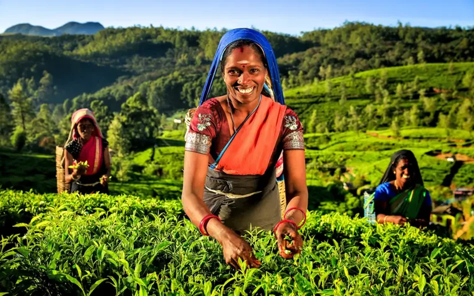 Podczas wyjazdów do Sri Lanki turyści zyskują możliwość zanurzenia się w zielone plantacje herbat"
