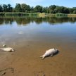 W niemieckich próbkach wody z Odry znaleziono rtęć