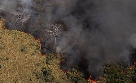 Nowe dane: Amazonia emituje więcej CO2 niż pochłania