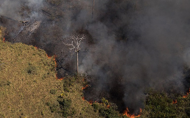 Nowe dane: Amazonia emituje więcej CO2 niż pochłania