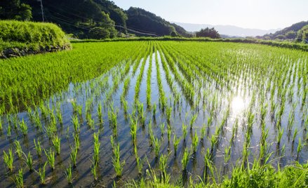 Mniej ryżu z Indii, a będzie też mniej cukru