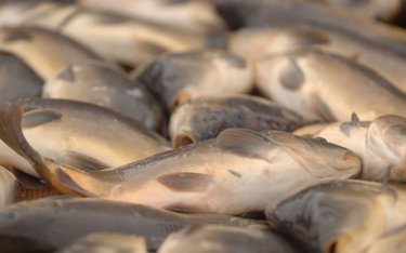 Sąd: kara za wprowadzenie konsumenta w błąd, co do faktycznej wagi ryby