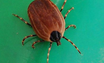 Kleszcze mogą przenosić groźne choroby wirusowe.