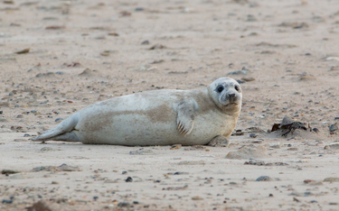 Czwarta martwa foka znaleziona na plaży